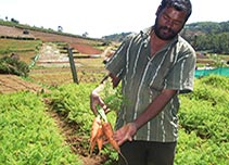 Farmer holding carrots